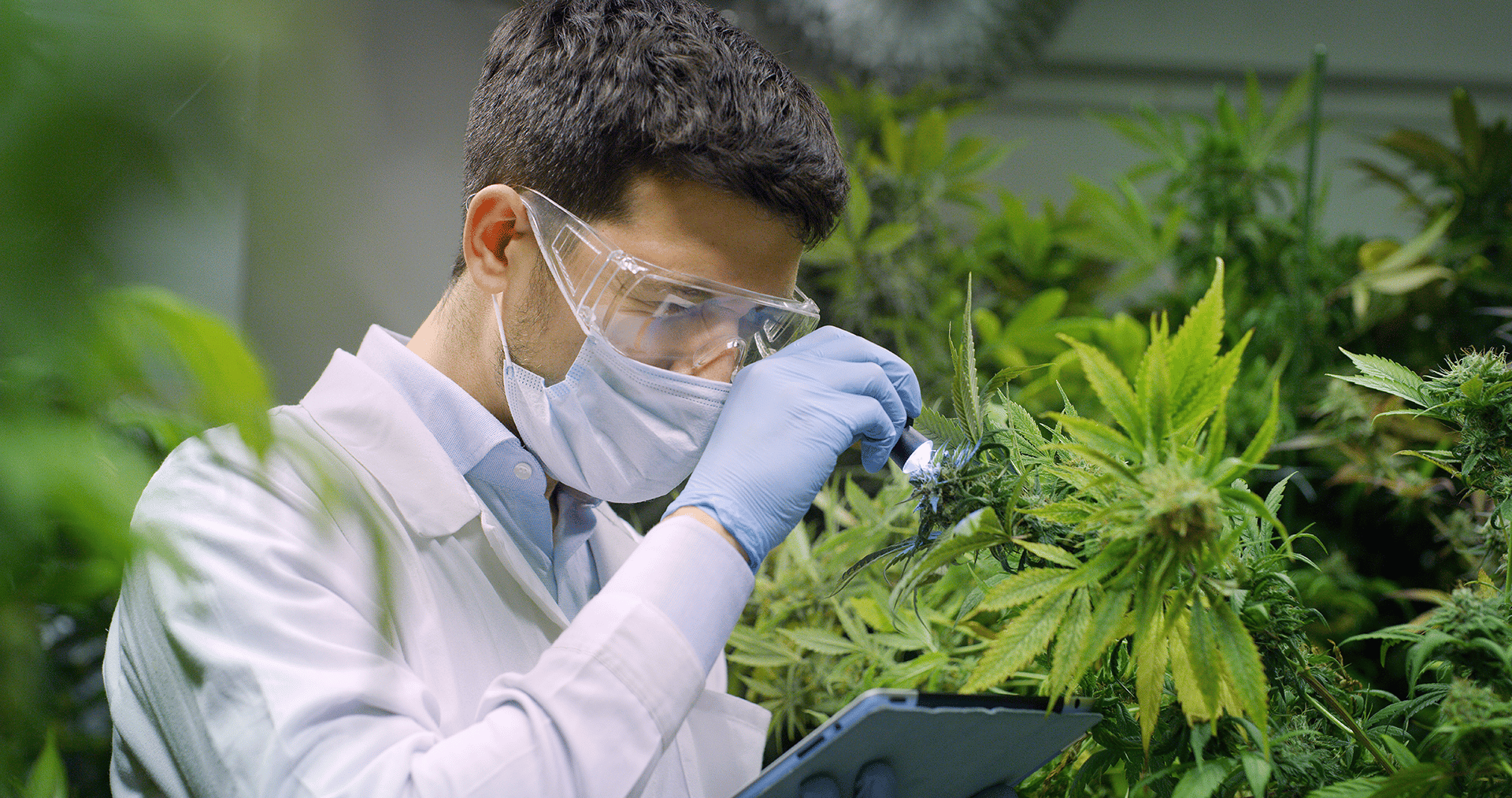 Jencap-Cannabis-Market-Report
