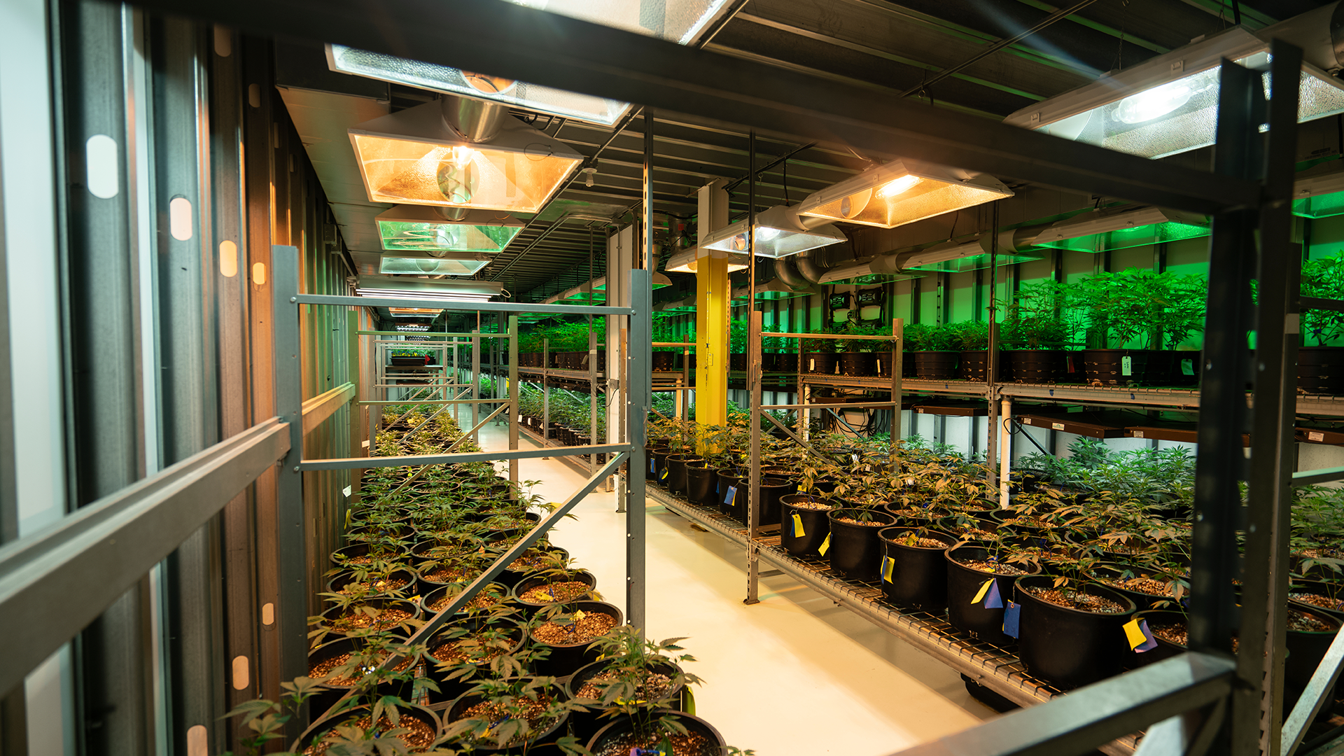 Jencap-Cannabis-Market-Scenario-2