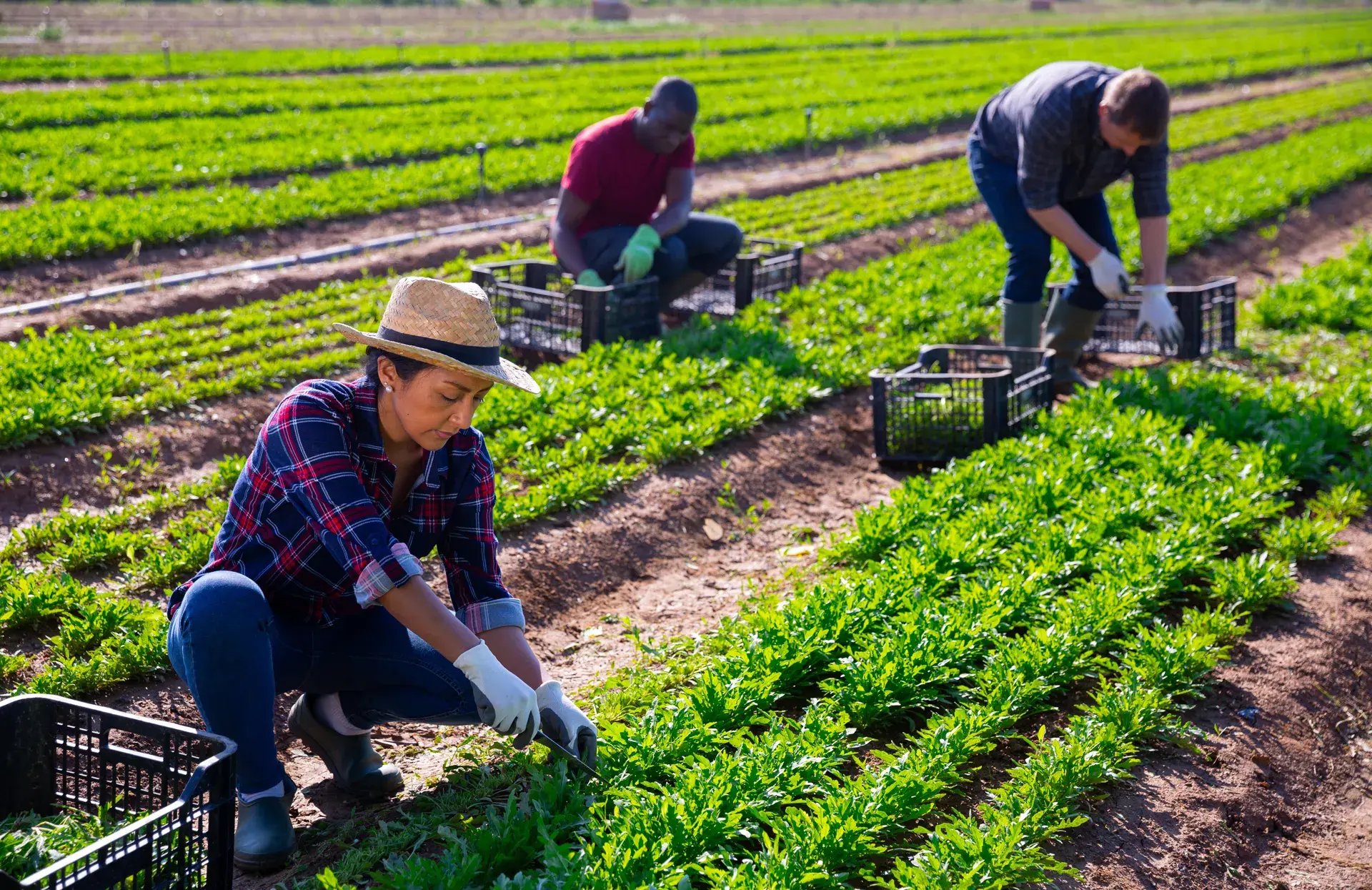 workers-comp-agriculture