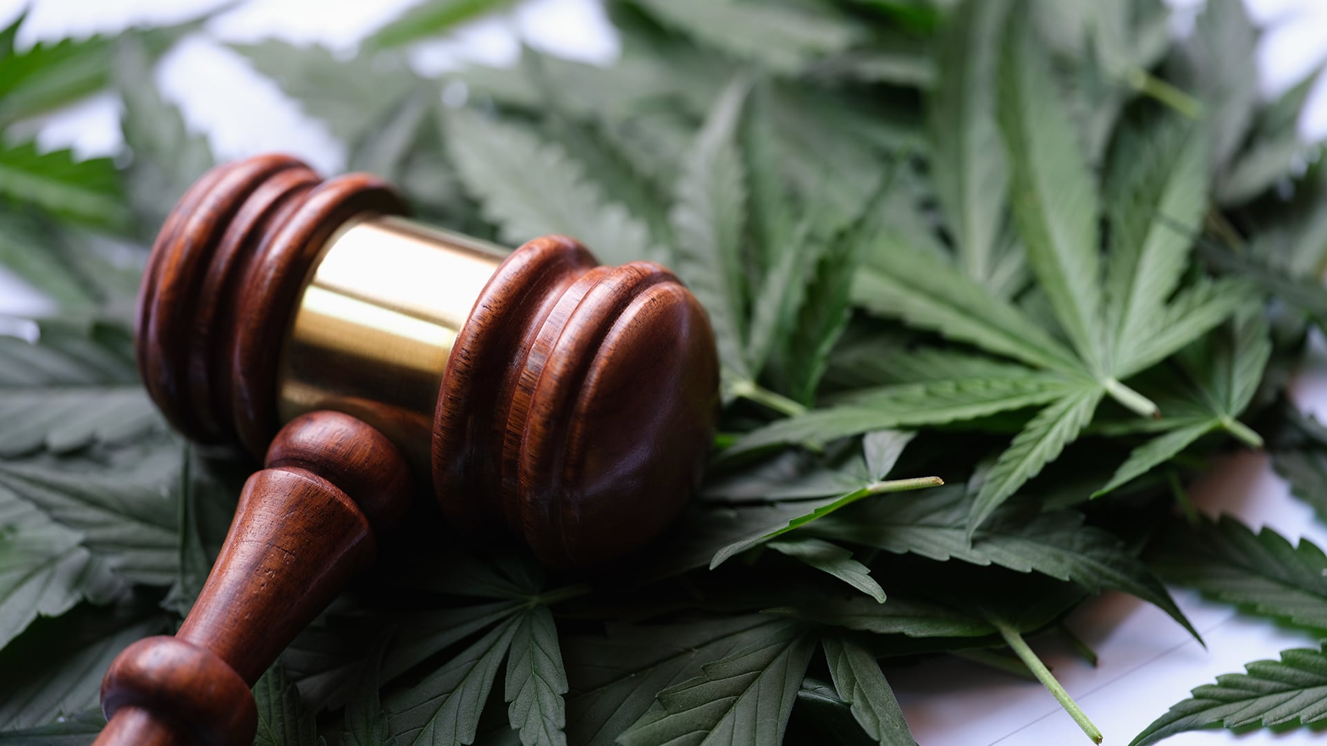 Cannabis Insurance in Newly Legalized States
