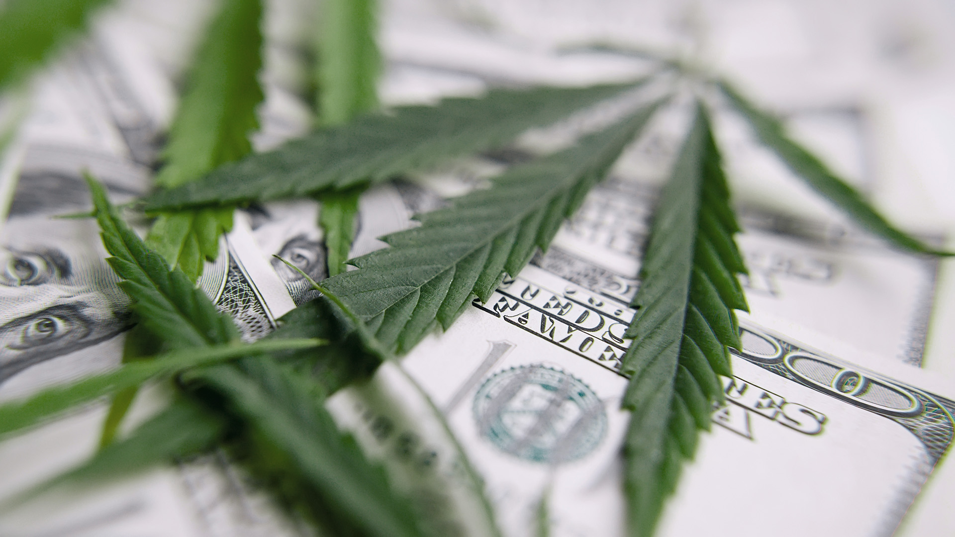 Cannabis Insurance in a Challenging Economic Landscape