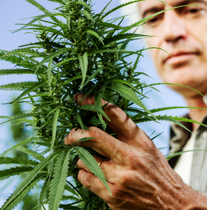 changing-cannabis-market changing-cannabis-market