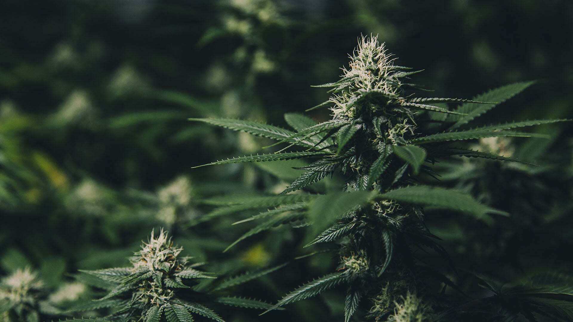 Your Cannabis-Related Clients Need Proper Insurance Coverage to Mitigate Risks