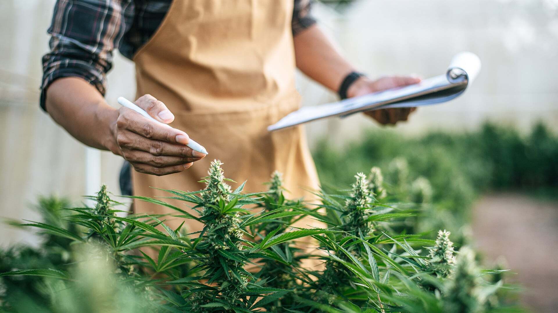 The Costly Mistake: Why Many Operators Overlook Cannabis Product Liability Coverage