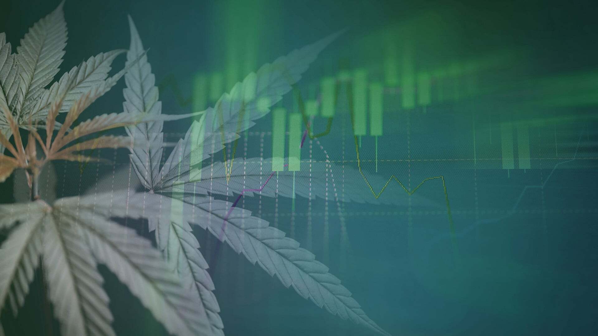 What Insurance Agents Should Know About Cannabis Insurance and Price Compression