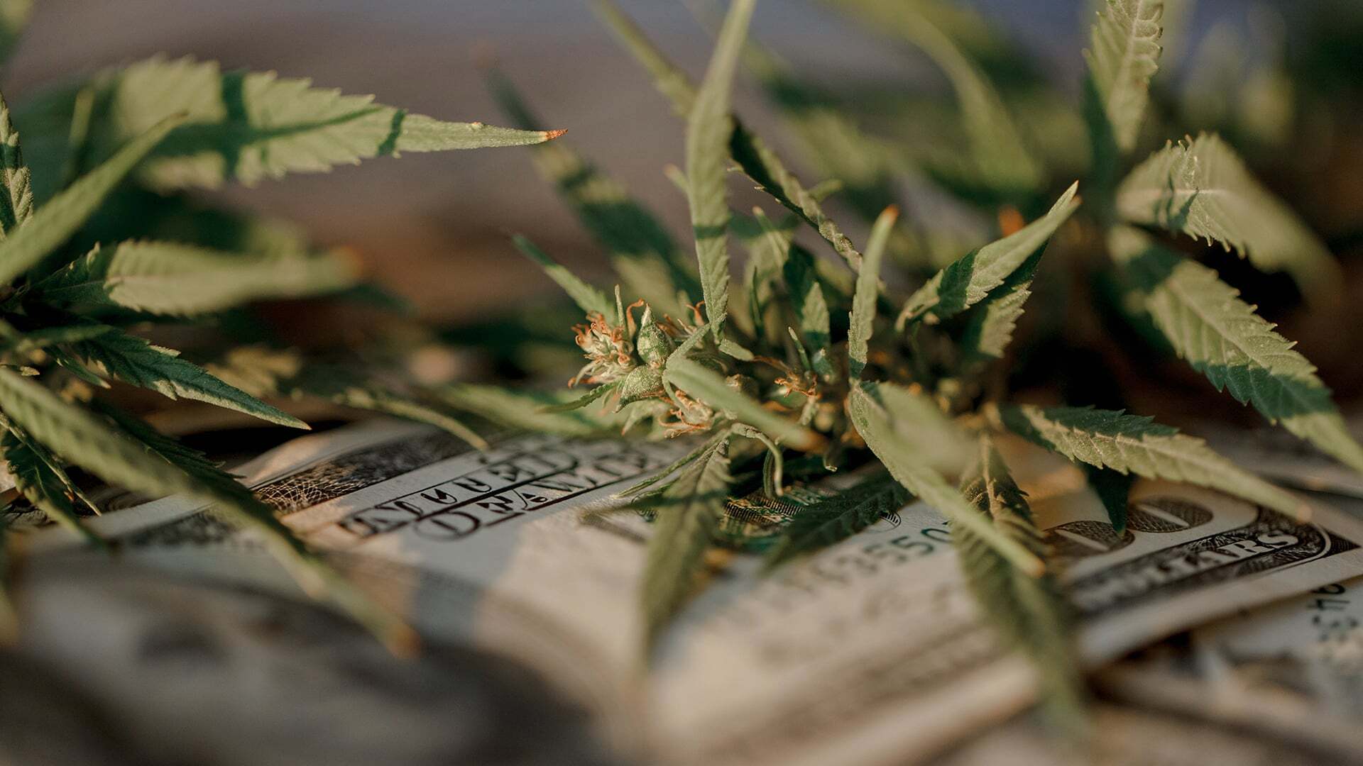 Why “Renewing As-Is” Can Cost Cannabis Businesses Millions